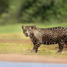 closeupofajaguarstandingonariverbank