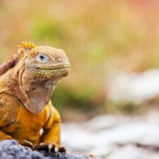 landiguanaendemictothegalapagosislandsecuador