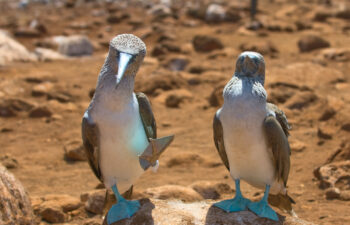 blue-footed-boobies