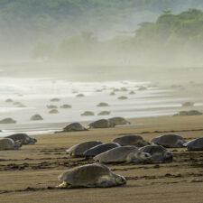 arribada-tortugas-1-jpg
