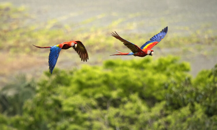 Costa Rican Trails