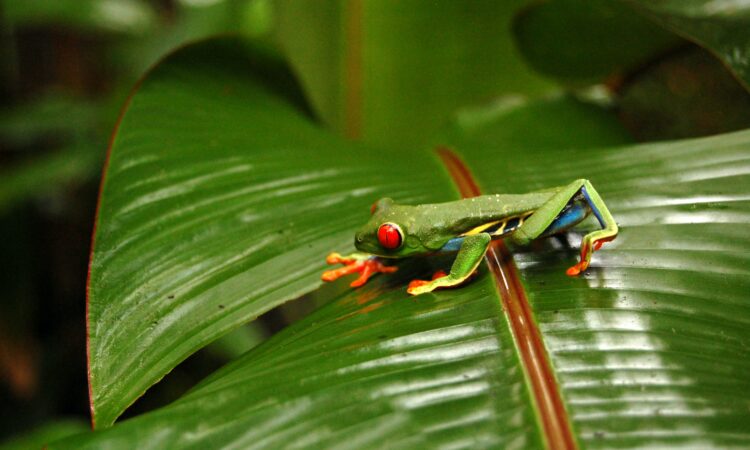 Costa Rican Trails