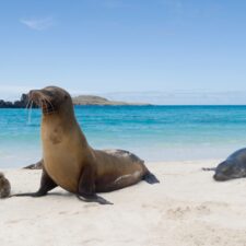 image-6a-galapagos-main-alternative-jpg