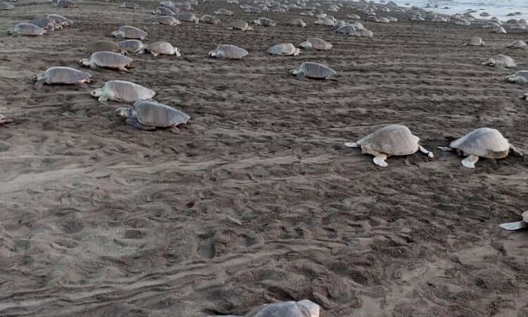 Azul Hotel & Retreat