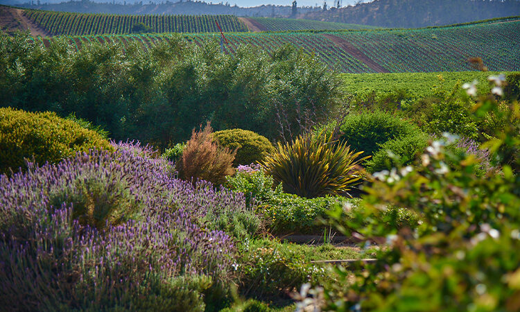 Hotel Boutique La Casona