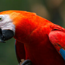 beautifil-scarlet-macaw-in-amazon-forest-in-peru-e1631195600437-jpg