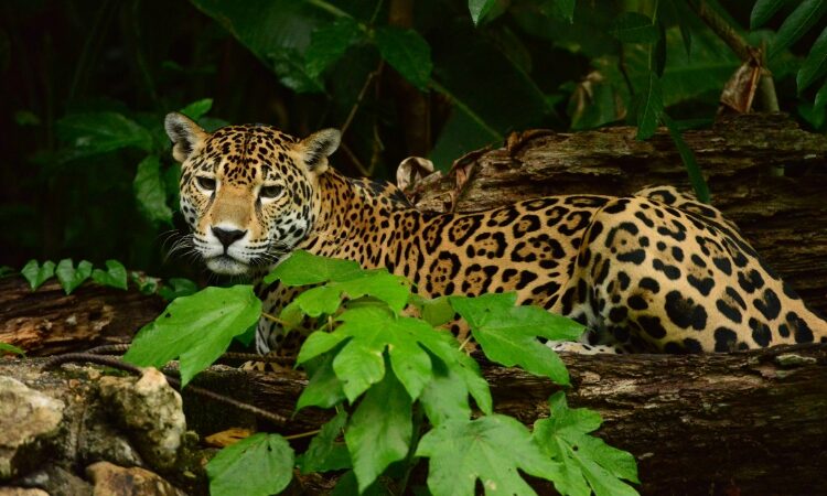 Belize Hotel Association